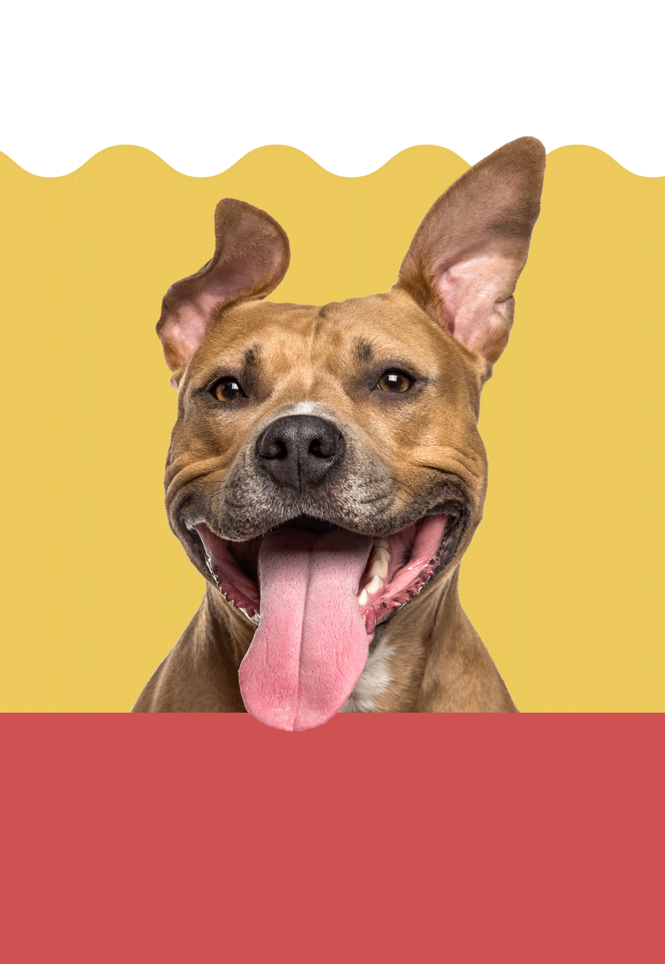 A pit bull mix panting happily.