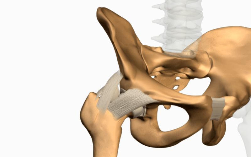 3D image of a hip bone