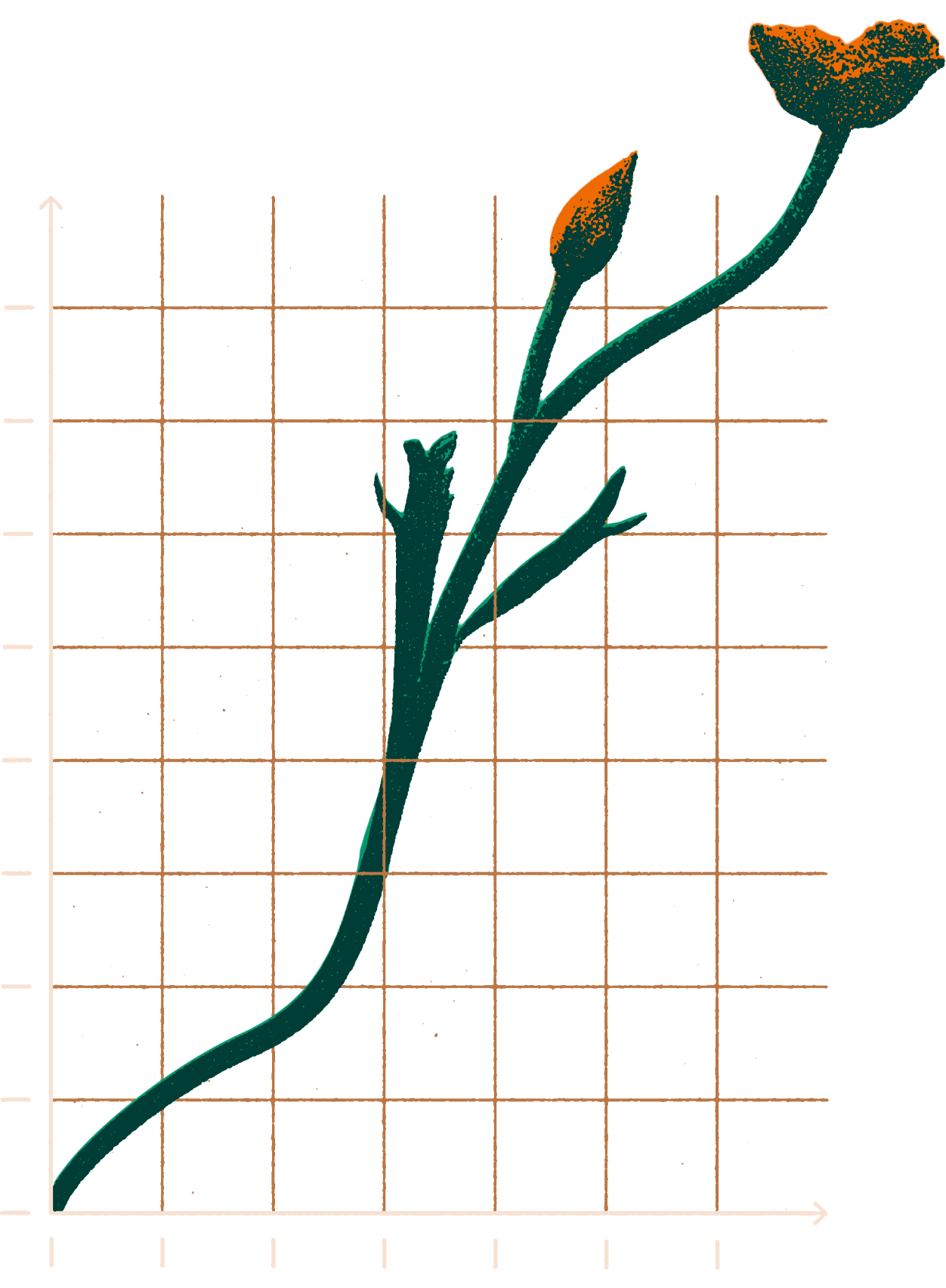 Flower Illustration